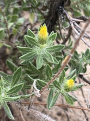Heterotheca angustifolia