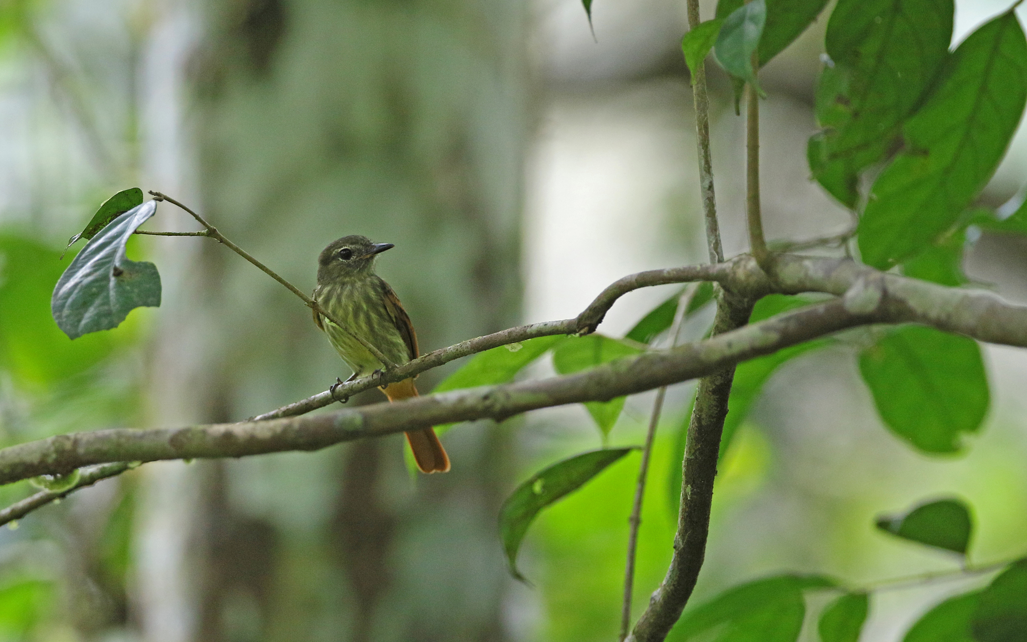 Rufous-tailed Flatbill (Ramphotrigon ruficauda), photo 8