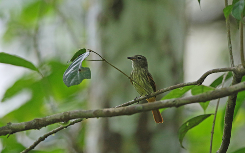 Rufous-tailed Flatbill (Ramphotrigon ruficauda), photo 7