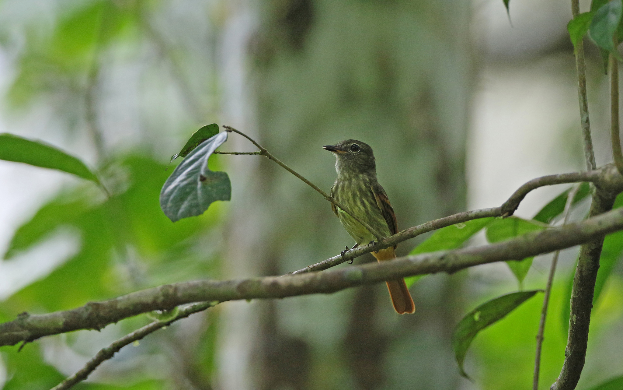 Rufous-tailed Flatbill (Ramphotrigon ruficauda), photo 9