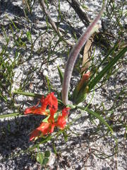 Babiana ringens australis