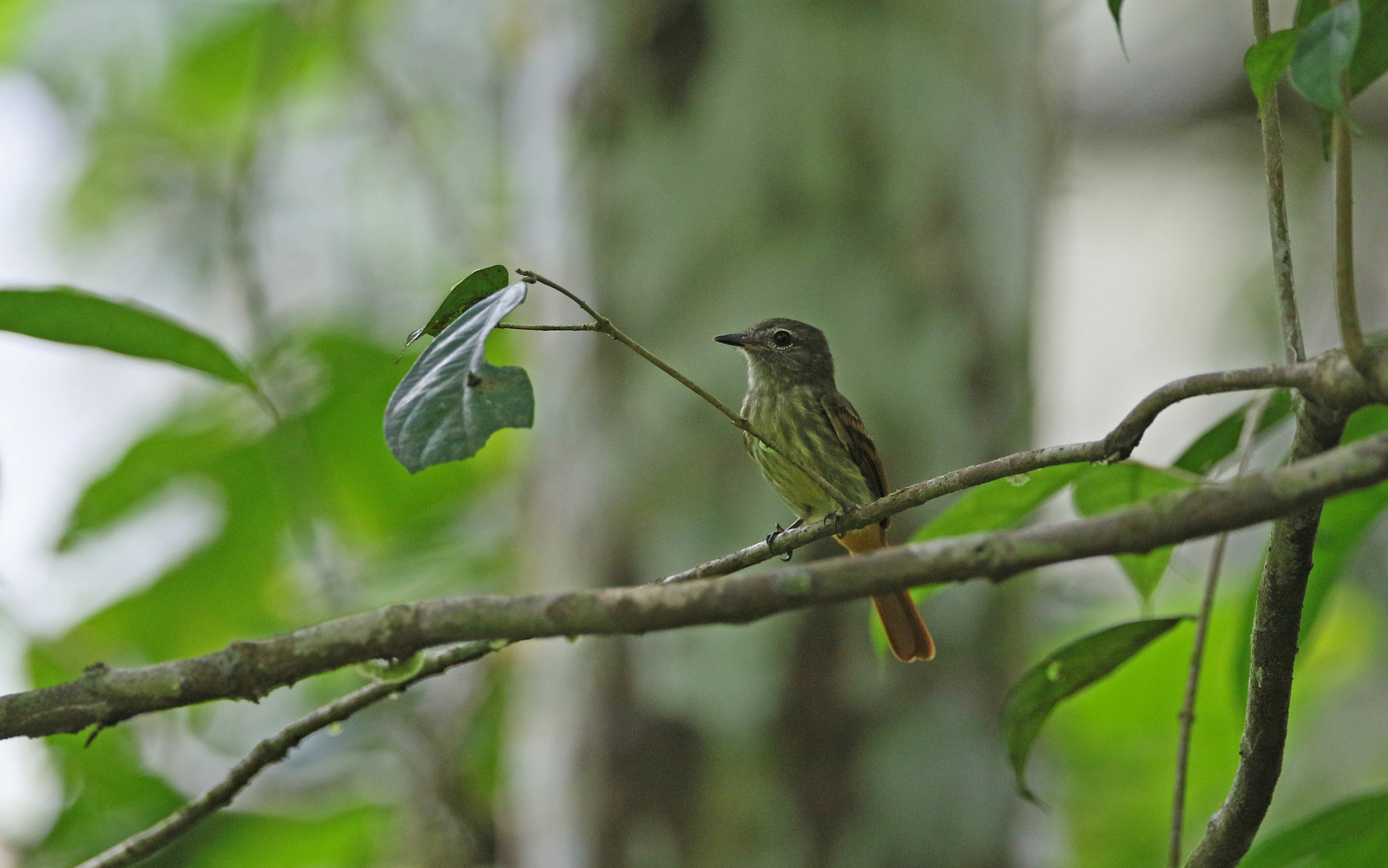 Rufous-tailed Flatbill (Ramphotrigon ruficauda), photo 10