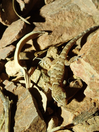 Heteronotia binoei