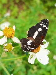 Castilia