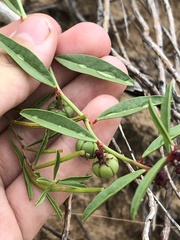 Phyllanthus warnockii
