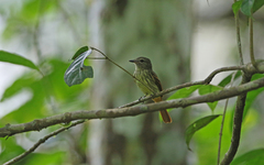 Ramphotrigon ruficauda