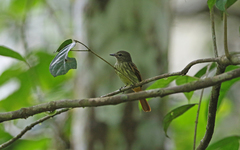 Ramphotrigon ruficauda