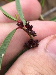 Phyllanthus warnockii