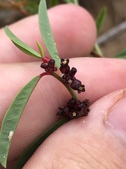 Phyllanthus warnockii