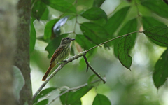 Ramphotrigon ruficauda