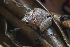 Microhyla nepenthicola