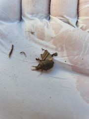 Myrmeleon formicarius