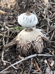 Geastrum striatum