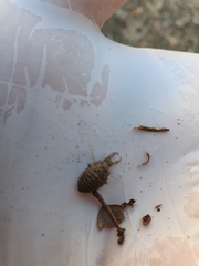 Myrmeleon formicarius