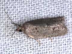 Ericodesma indigestana