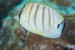 Chaetodon multicinctus