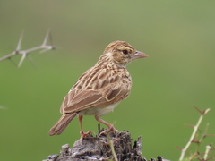 Mirafra erythroptera