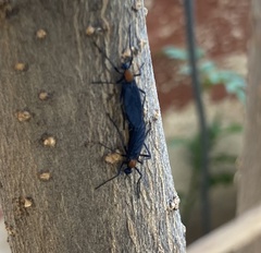 Plecia ruficollis