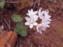 Crassula capensis capensis