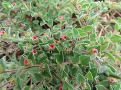 Indigofera cordifolia