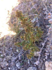 Artemisia palustris