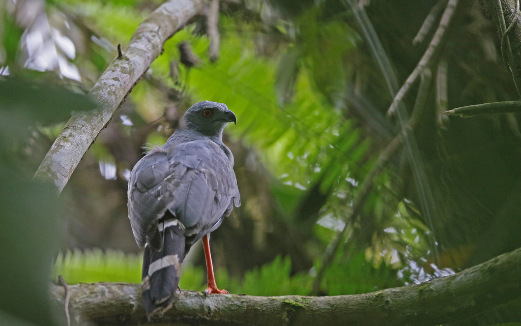 Crane Hawk