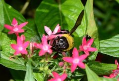 Xylocopa appendiculata appendiculata