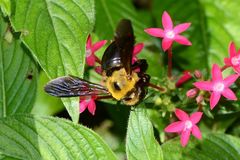 Xylocopa appendiculata appendiculata