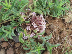 Lepidagathis cristata