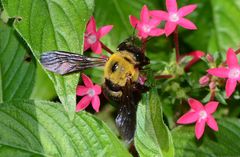 Xylocopa appendiculata appendiculata