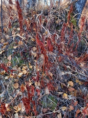 Koenigia tripterocarpa