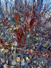 Koenigia tripterocarpa