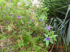 Lycianthes dejecta