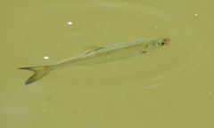 Hemiculter leucisculus