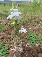 Striga densiflora
