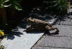 Bufo gargarizans