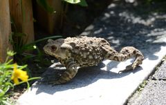 Bufo gargarizans