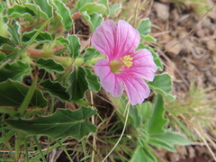 Monsonia senegalensis