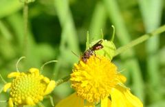 Nomada