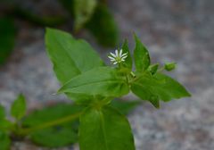 Stellaria aquatica