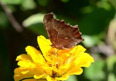Polygonia c-aureum