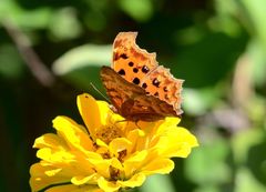 Polygonia c-aureum