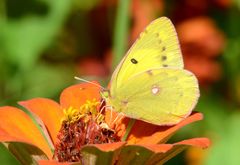 Colias poliographus