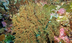 Hydrozoanthus sils