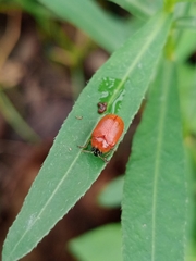 Diapromorpha pallens