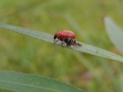 Diapromorpha pallens