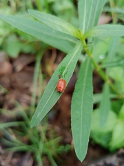 Diapromorpha pallens