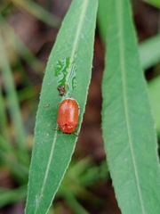 Diapromorpha pallens