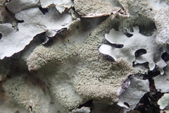 Parmotrema subtinctorium