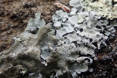 Parmotrema subtinctorium